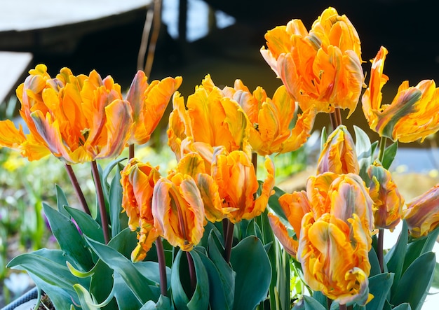 Primer plano de hermosos tulipanes amarillos en el parque de la primavera