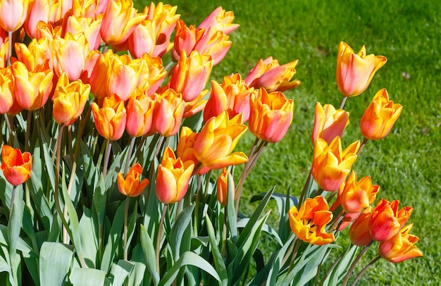 Primer plano de hermosos tulipanes rojo-amarillo en Spring Park
