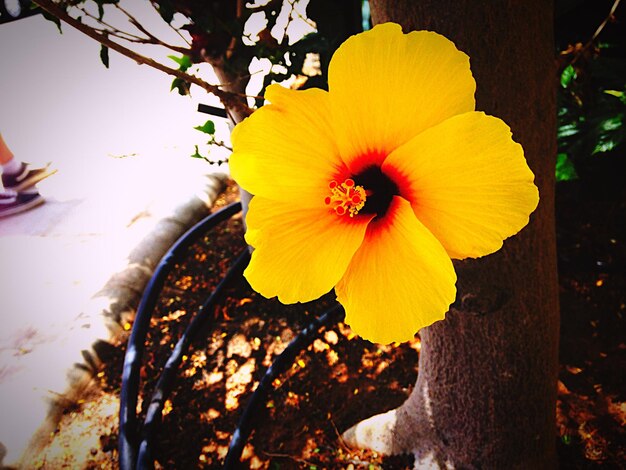 Un primer plano del hibisco floreciendo en el campo