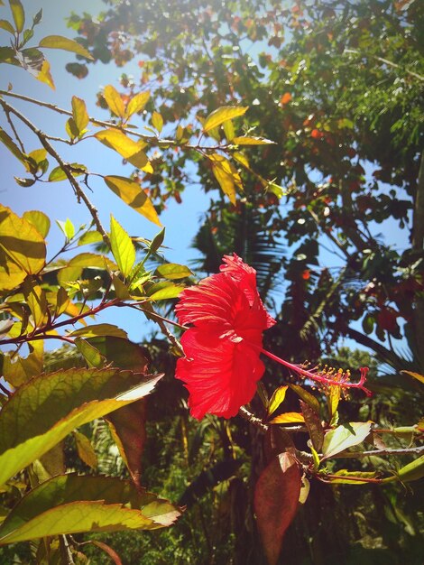 Foto un primer plano del hibisco rojo en la planta