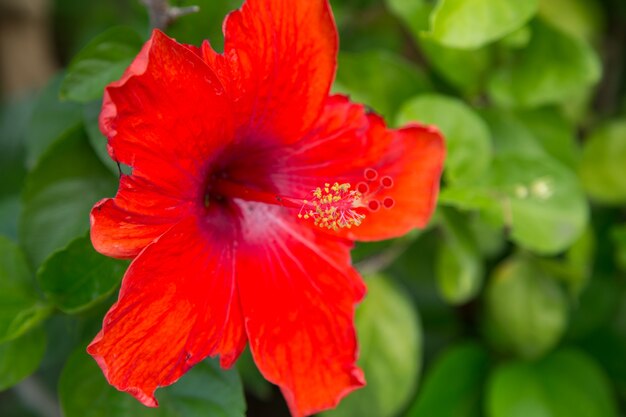 Primer plano de Hibiscus rojo en fondo verde