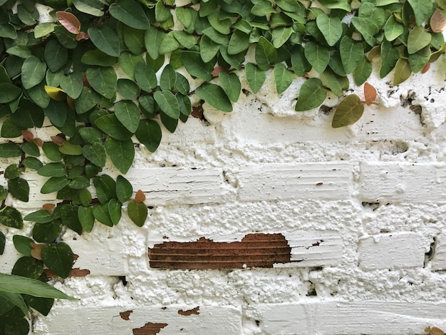 Foto primer plano de la hiedra en la pared