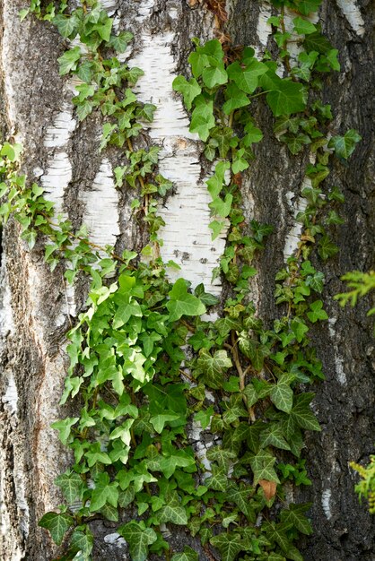 Primer plano de la hiedra que crece en el tronco del árbol