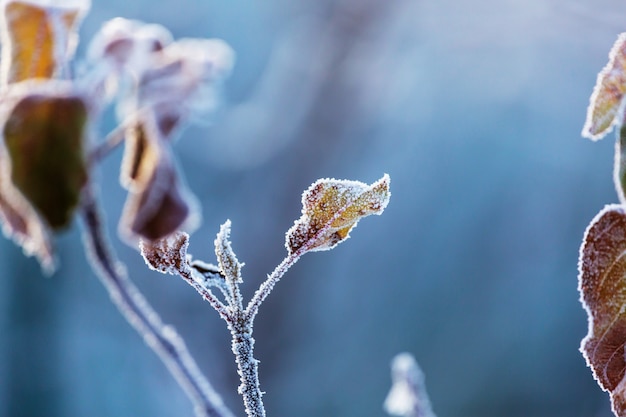 Primer plano, de, hielo