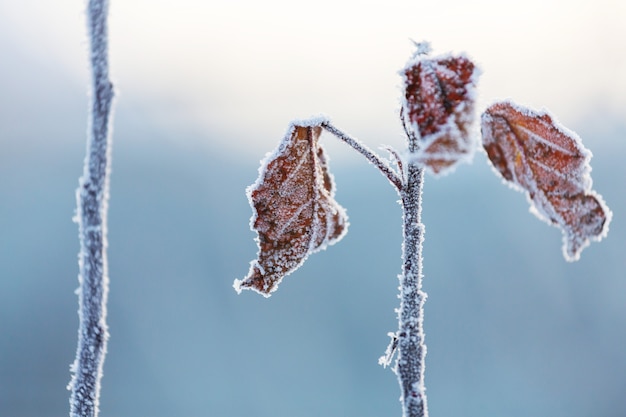 Primer plano, de, hielo