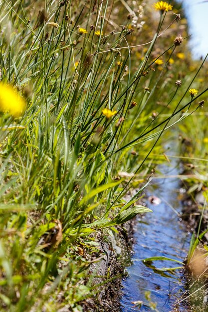 Primer plano de la hierba en el agua