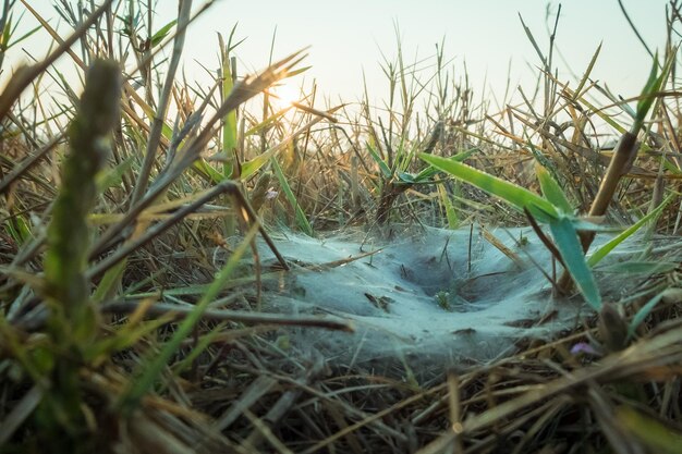 Foto primer plano de la hierba en el campo contra el cielo