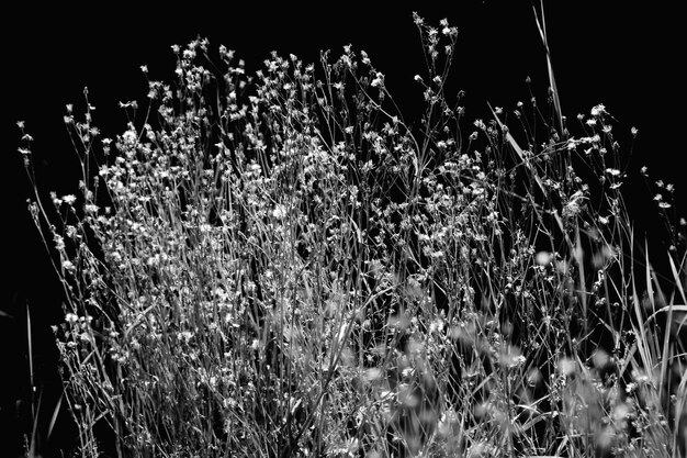 Foto primer plano de la hierba en el campo por la noche