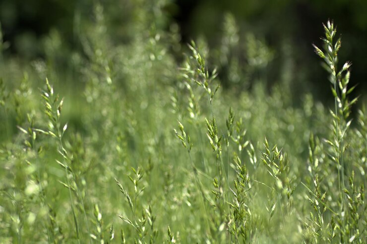 Foto primer plano de la hierba en el campo