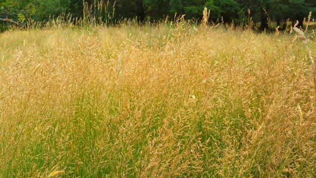 Foto primer plano de la hierba en el campo