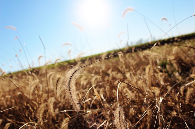 Primer plano de la hierba en el campo