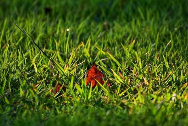 Primer plano de la hierba en el campo