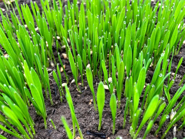 Primer plano de hierba espesa fresca con gotas de agua