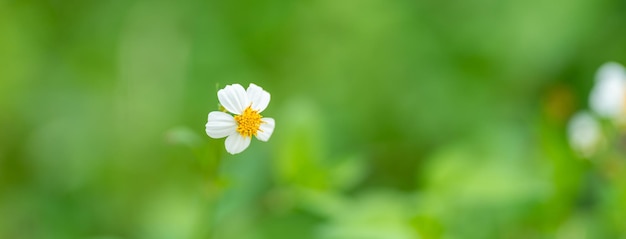 Foto primer plano de hierba flor blanca con polen amarillo con fondo de naturaleza verde bajo la luz del sol con espacio de copia utilizando plantas naturales paisaje ecología papel tapiz portada concepto