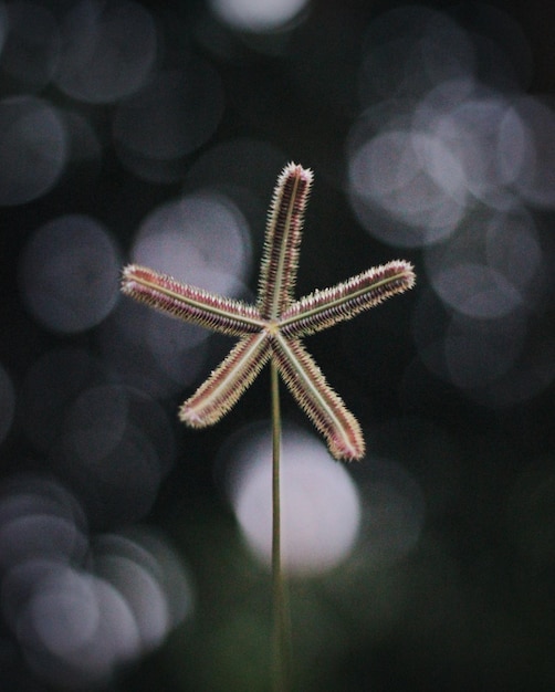Foto primer plano de hierba en forma de estrella al aire libre
