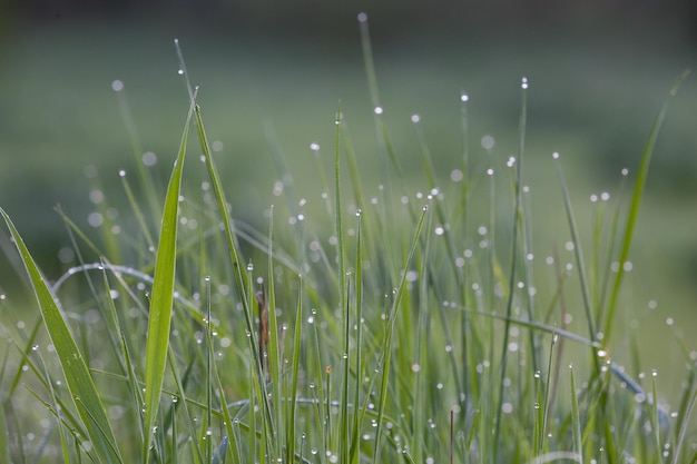 Primer plano de hierba fresca con gotas de rocío Fondo de naturaleza