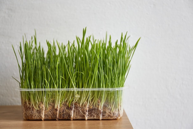 Primer plano de hierba de gato de pie sobre la mesa olla con pasto de trigo bandeja nutritiva de hierba de trigo de cosecha propia