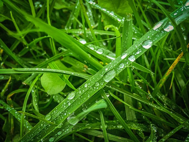 Primer plano de la hierba húmeda durante la temporada de lluvias