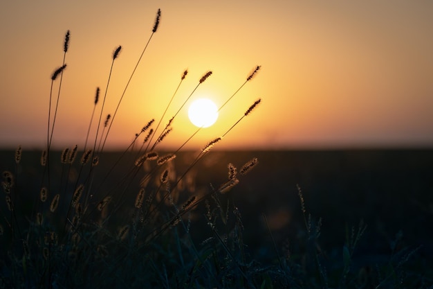 Primer plano de la hierba de otoño floreciente en la luz del atardecer