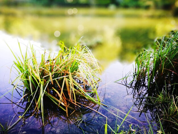 Primer plano de la hierba que crece en el agua