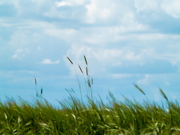 Foto primer plano de la hierba que crece en el campo contra el cielo