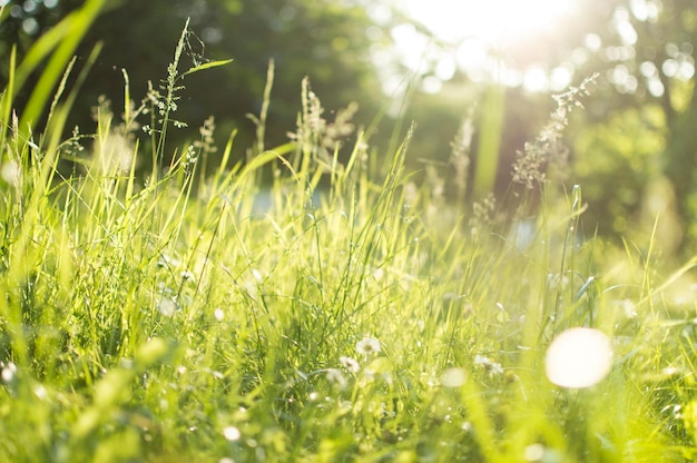 Primer plano de la hierba que crece en el campo durante un día soleado