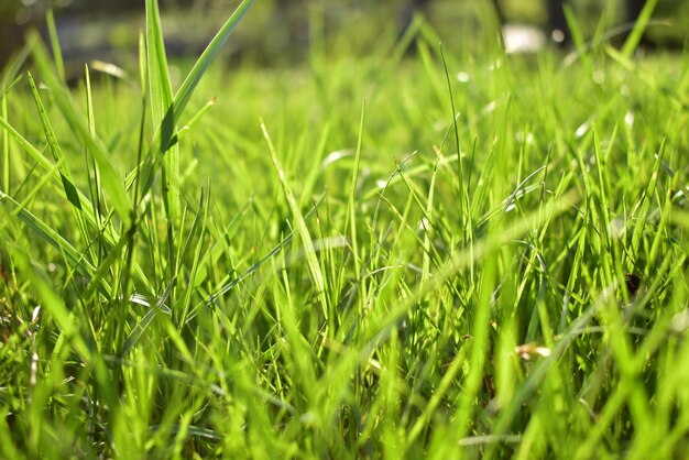 Primer plano de la hierba que crece en el campo