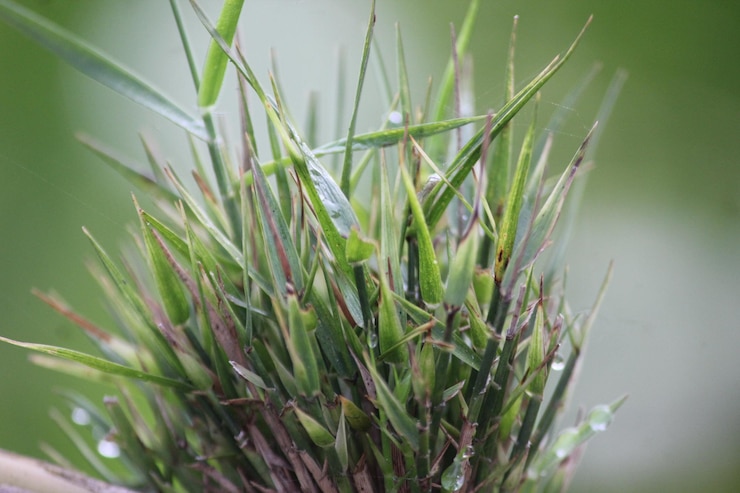 Foto primer plano de la hierba que crece en el campo