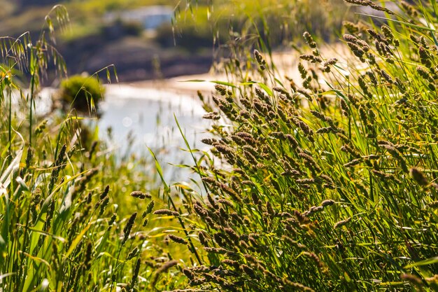 Foto primer plano de la hierba que crece en el campo