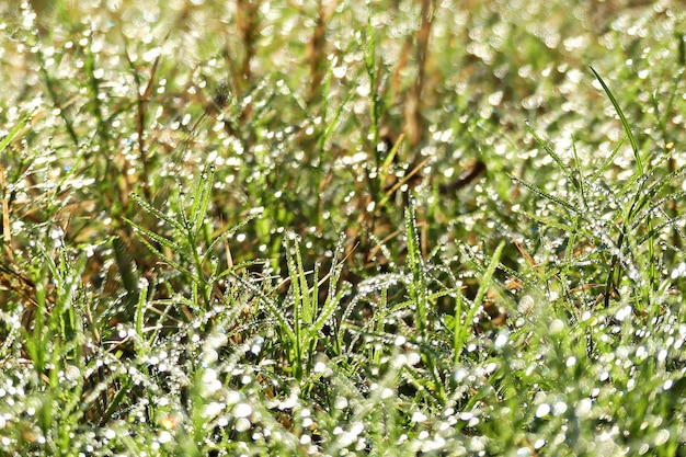 Foto primer plano de la hierba que crece en el campo