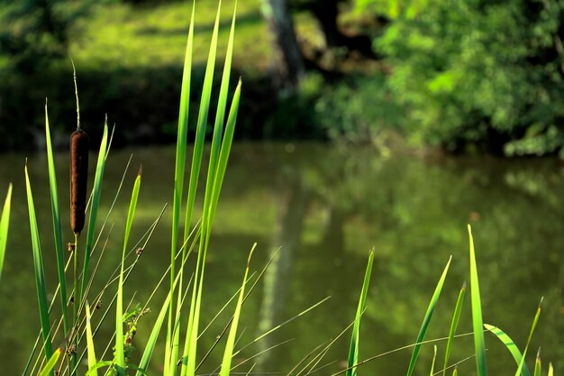 Foto primer plano de la hierba que crece en el campo