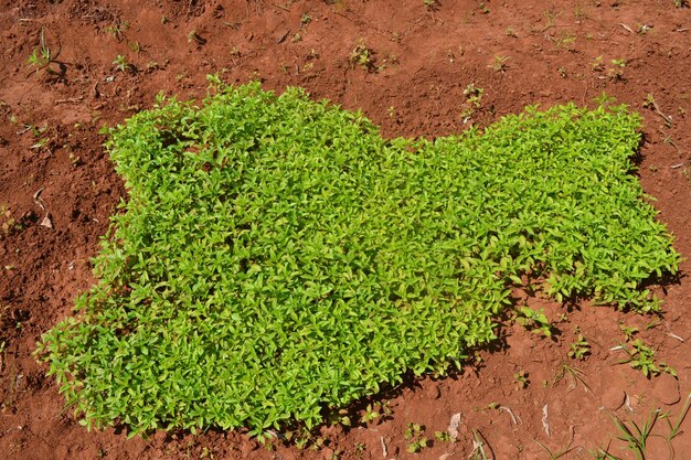 Foto primer plano de la hierba que crece en el suelo