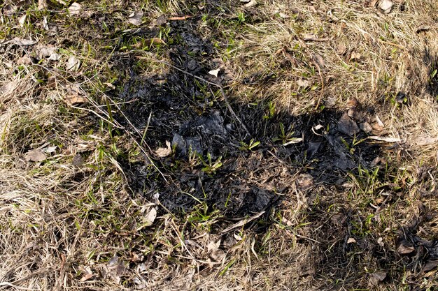 Primer plano de hierba quemada negra y hojas verdes