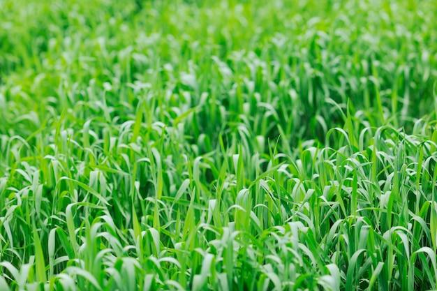 primer plano de hierba verde al aire libre en el fondo de la naturaleza
