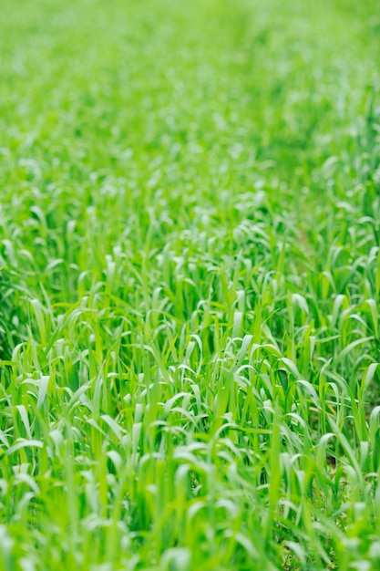 primer plano de hierba verde al aire libre en el fondo de la naturaleza