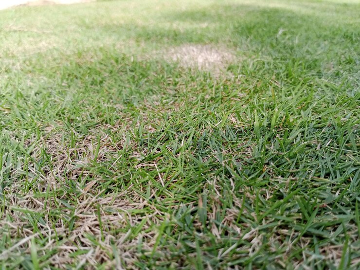 Un primer plano de la hierba verde exuberante con un toque de tonos marrones dorados