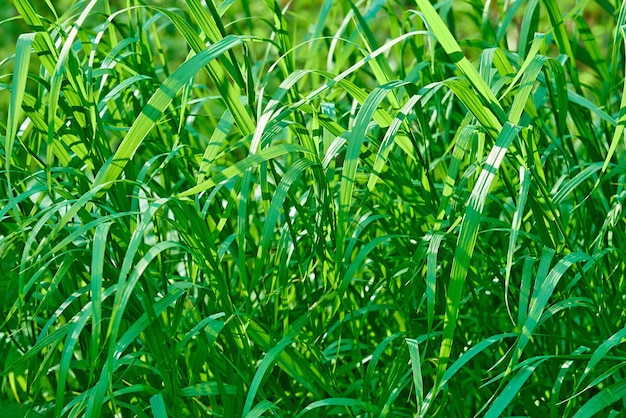 Primer plano de hierba verde para el fondo