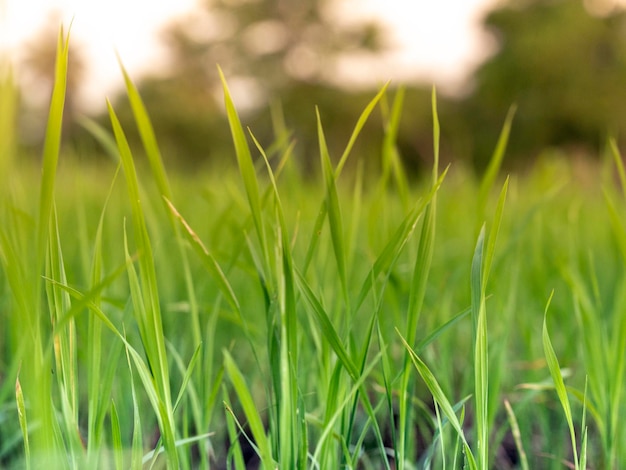 Primer plano de hierba verde fresca en el campo