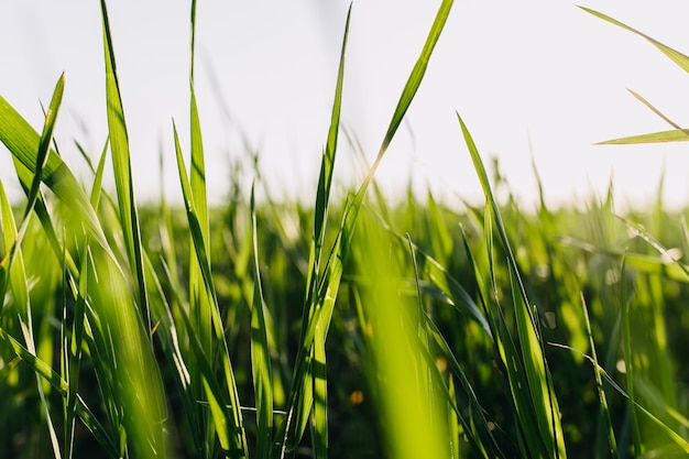 Primer plano de hierba verde fresca en un campo.