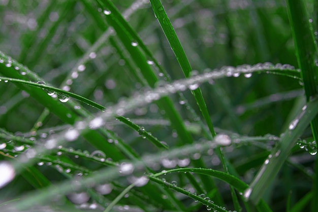 Primer plano de hierba verde fresca con gotas de agua