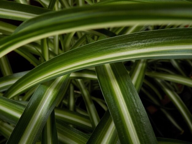 Foto primer plano de hierba verde fresca