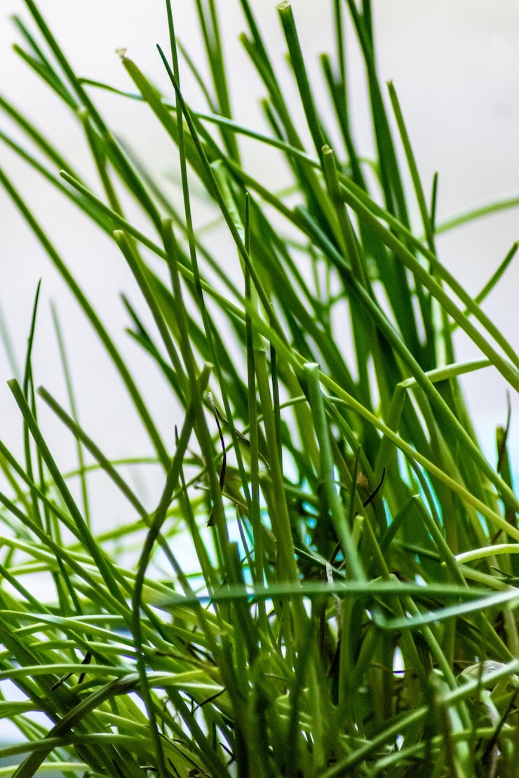 Foto primer plano de hierba verde fresca