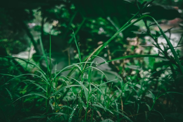 Un primer plano de una hierba verde con una gota de agua sobre ella