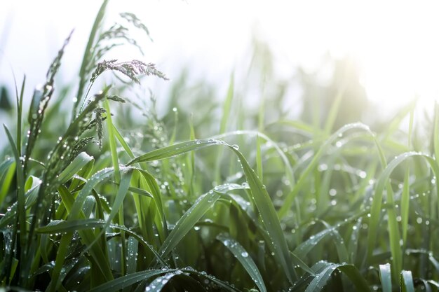 Primer plano de hierba verde con gotas de agua Rocío de la mañana en el campo de verano