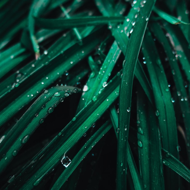 Un primer plano de hierba verde con gotas de agua sobre ella