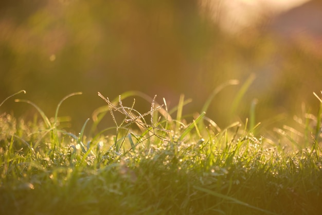 Primer plano de hierba verde con hojas largas que crecen en el césped en verano