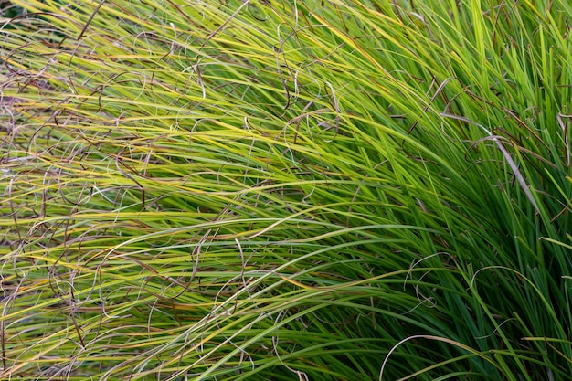 Primer plano de hierba verde de juncia copetuda durante el día