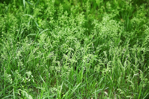 Primer plano de hierba verde primavera fresca