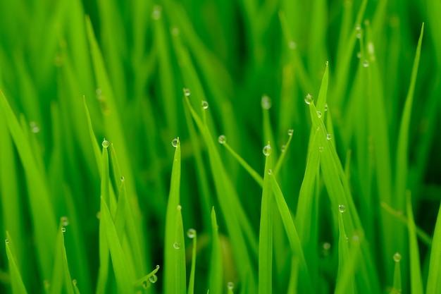 Un primer plano de una hierba verde con rocío