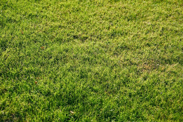 Primer plano de la hierba verde